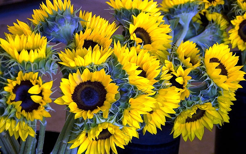 Bunch of Sunflowers for Thanksgiving, pretty, annuals, sunflowers, flowers, yellow, HD wallpaper