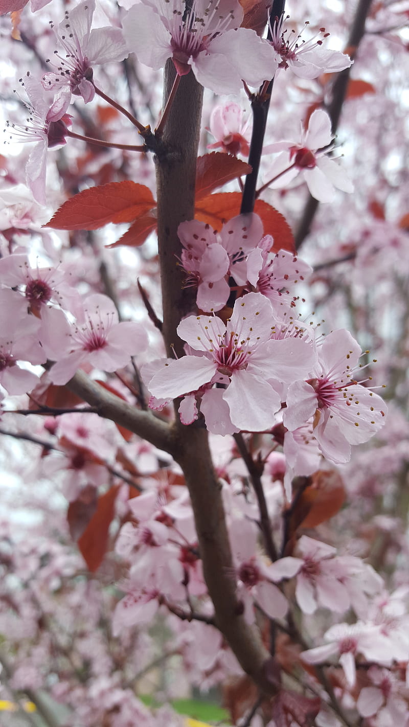 Pink bloom, blossom, blossoms, cherry, chinese, flower, pretty, season, spring, tree, HD phone wallpaper