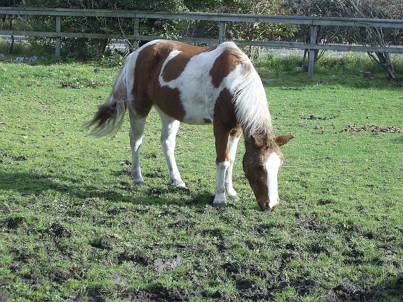 Shetland in Muddy field, cute, paint pony, horse, field, HD wallpaper