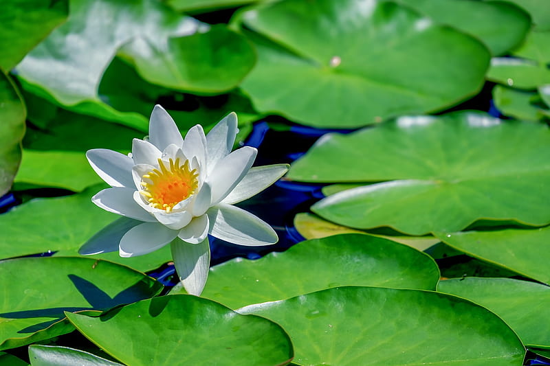 Lotus, water lily, vara, green, summer, flower, white, HD wallpaper