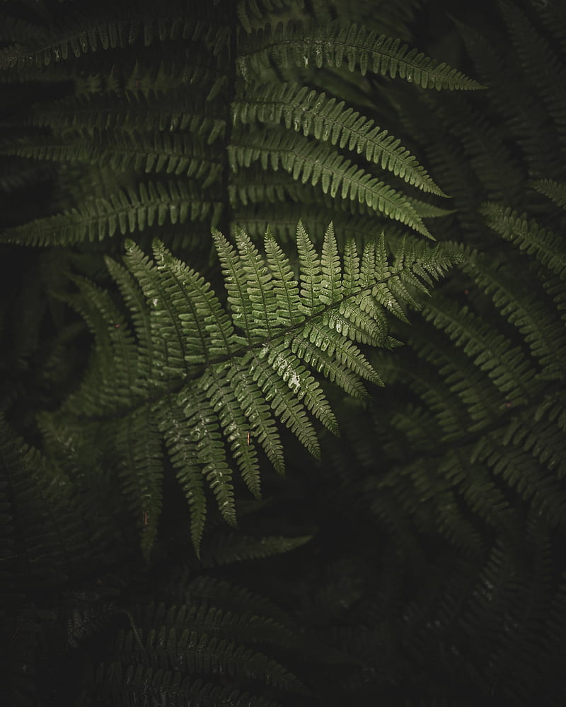 fern, leaves, branches, green, bush, HD phone wallpaper