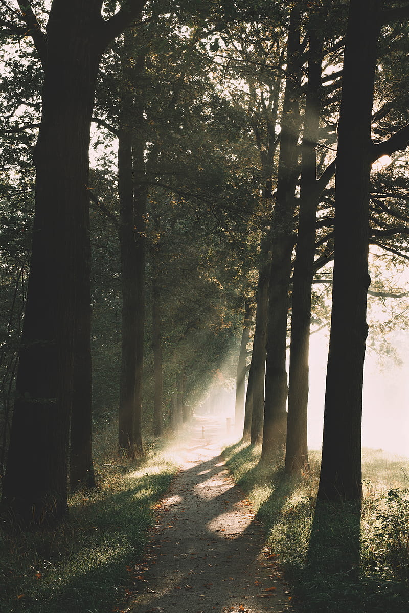 path, trees, sunlight, nature, morning, HD phone wallpaper