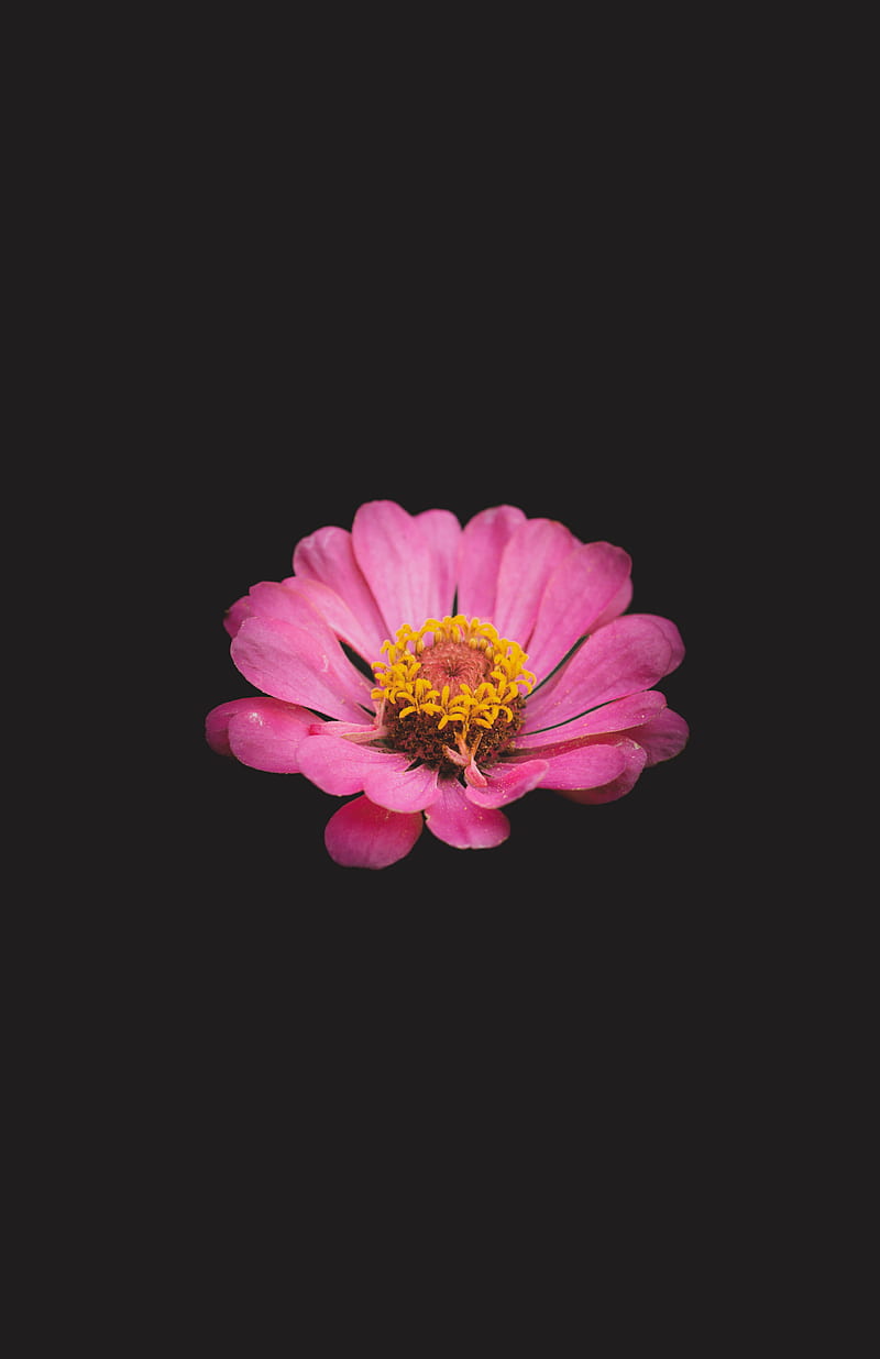 zinnia, flower, pink, minimalism, HD phone wallpaper
