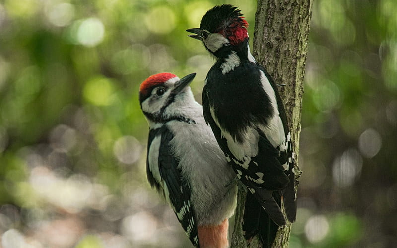 Woodpeckers, Latvia, birds, tree, HD wallpaper | Peakpx