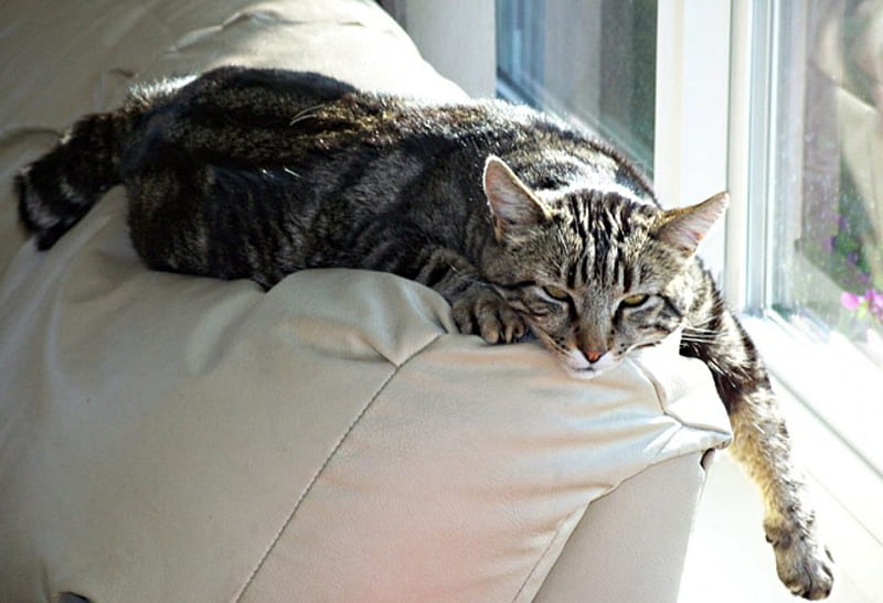 drowsy cat, paw, hangs, below, down, HD wallpaper