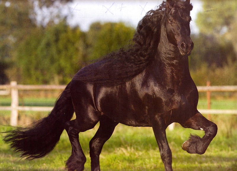 Semental frisón encabritado, caballos negros, semental, caballos, frisón,  Fondo de pantalla HD | Peakpx