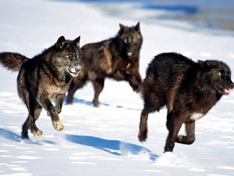 Palabras clave de fondo de pantalla: corriendo con lobos | Peakpx