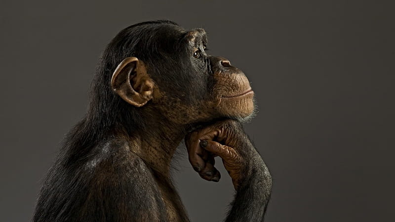 Thinking monkey, primate, cute, monkey, animal, HD wallpaper