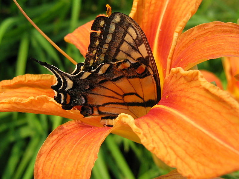 Glad you dropped by, leaves, butterfly, orange, orange black and white, gladiola, HD wallpaper