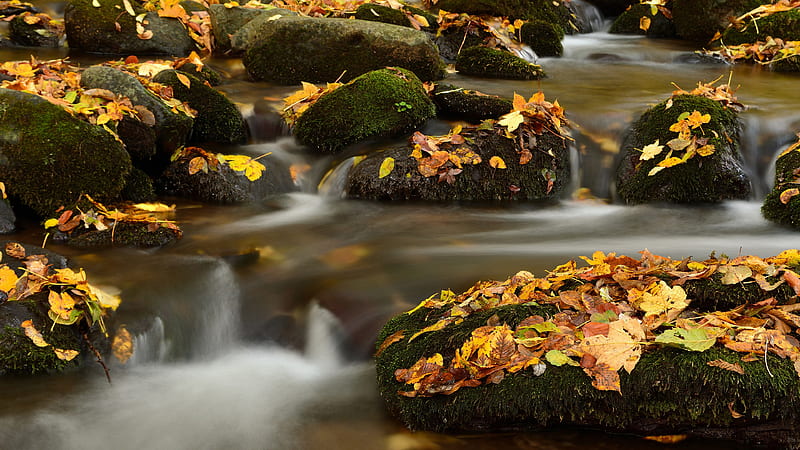 Green Covered Rocks Between River With Dry Leaves Fall Down Nature, HD wallpaper