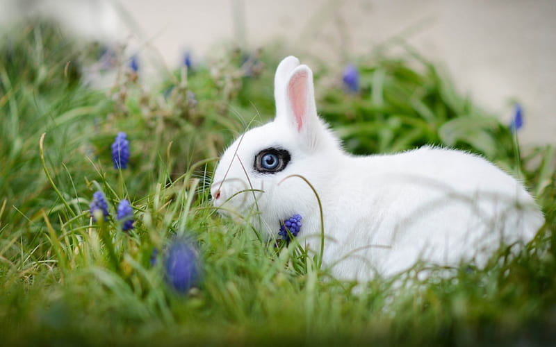 Bunny, rabbit, grass, easter, spring, animal, cute, green, flower, rodent, white, blue, HD wallpaper