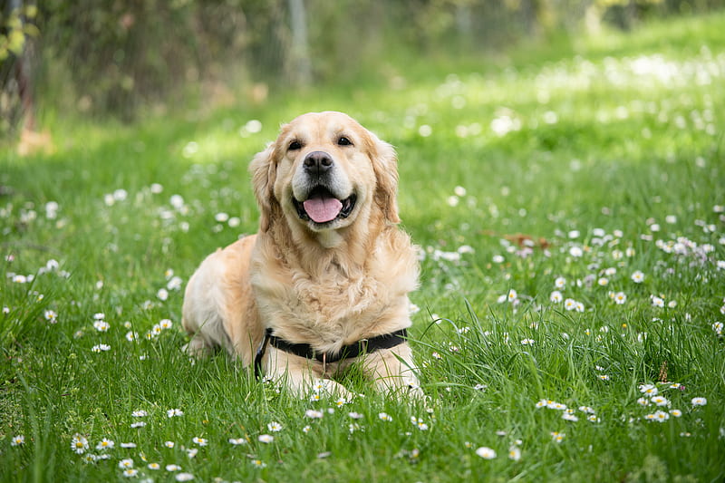 medium short-coated white dog lying on green grass field, HD wallpaper