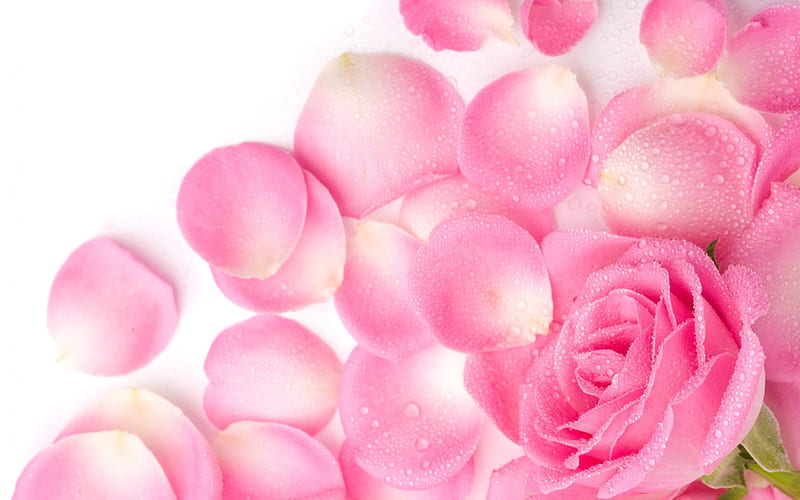 rose petals, flowers, nature, drops, petals, roses, pink, HD wallpaper