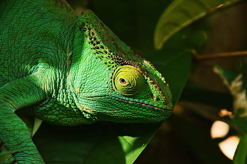 iguana, reptile, lizard, eye, HD wallpaper