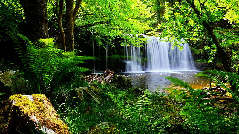 Waterfalls Pouring On River Surrounded By Green Trees Bushes Plants Scenery, HD wallpaper
