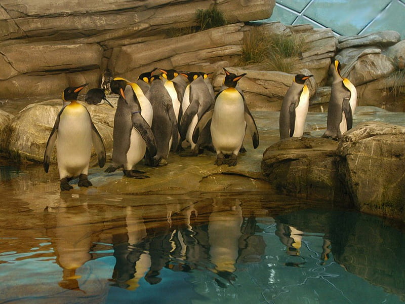 Penguin line-up, rocks, water, penguins, HD wallpaper