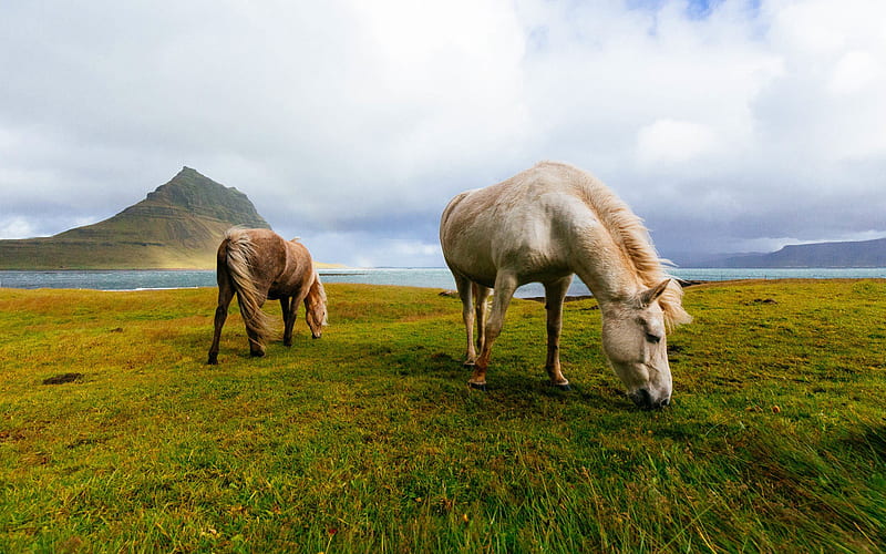 Icelandic Horse, wildlife, horses, grassland, Iceland, HD wallpaper