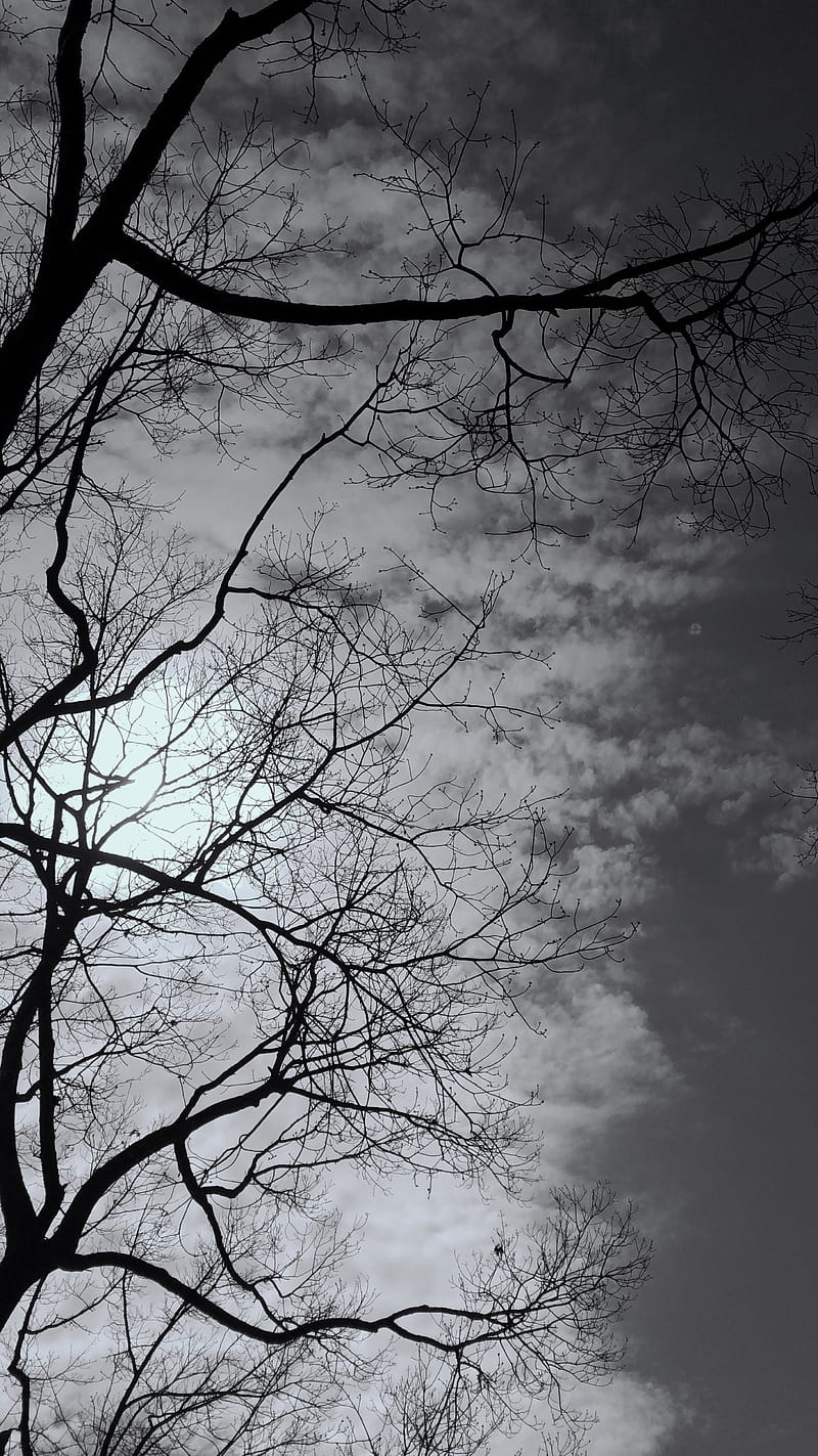 Gray Day, sky, tree, cloudy, HD phone wallpaper