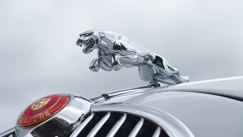 Jaguar, hood, car, auto, ornament, HD wallpaper