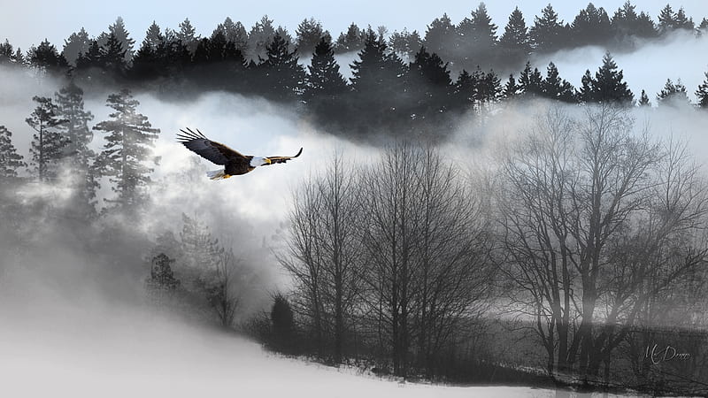 Flying Over His Domain, forest, bird, woods, eagle, river bottom, trees, mist, fog, HD wallpaper