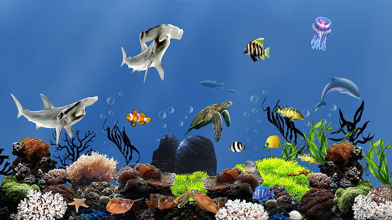 Underwater, fish, aquarium, sharks, bubbles, coral, turtle, jelly fish, sea, HD wallpaper