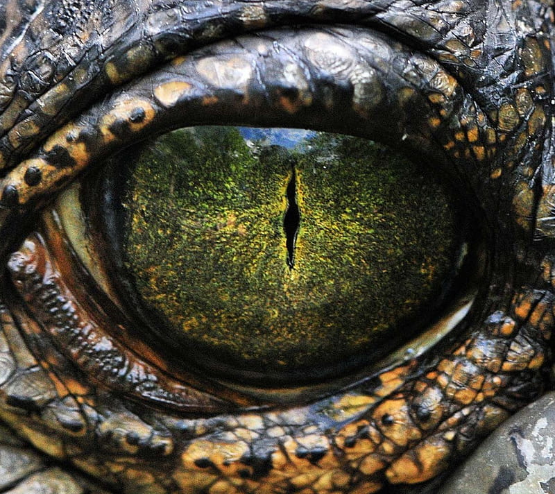 Alligator Eye, green eye, reptile, HD wallpaper