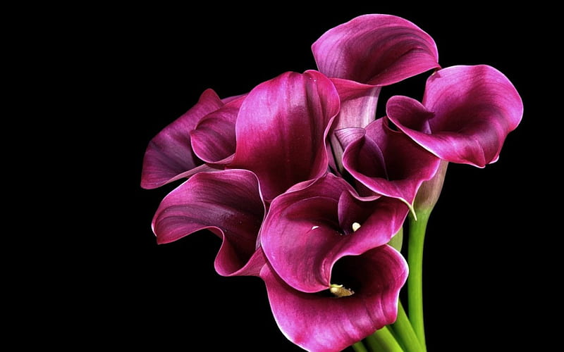 Flowers, bonito, purple, bouquet, HD wallpaper | Peakpx