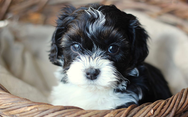 Shih Tzu, black and white puppy small dog, cute animals, Bichon, HD wallpaper
