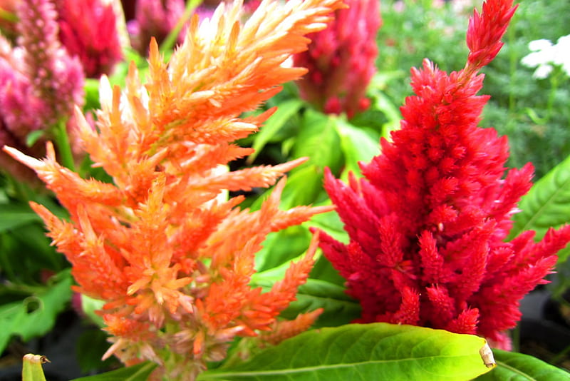 Celosia cristata, bright, flower, colorful, HD wallpaper | Peakpx