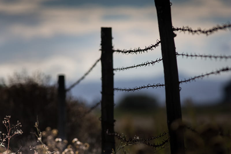 barbed wire, thorns, fence, HD wallpaper