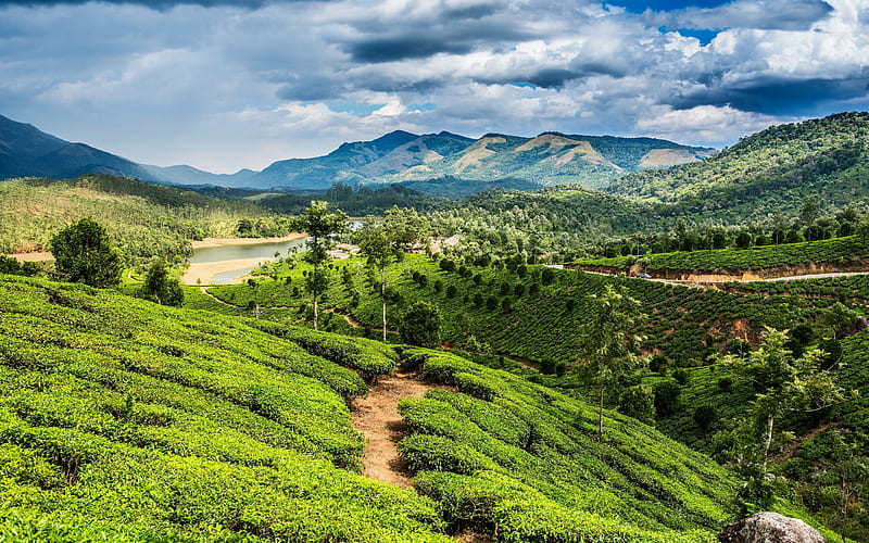 Asia, tea plantations, mountains, fields, stream, summer, HD wallpaper