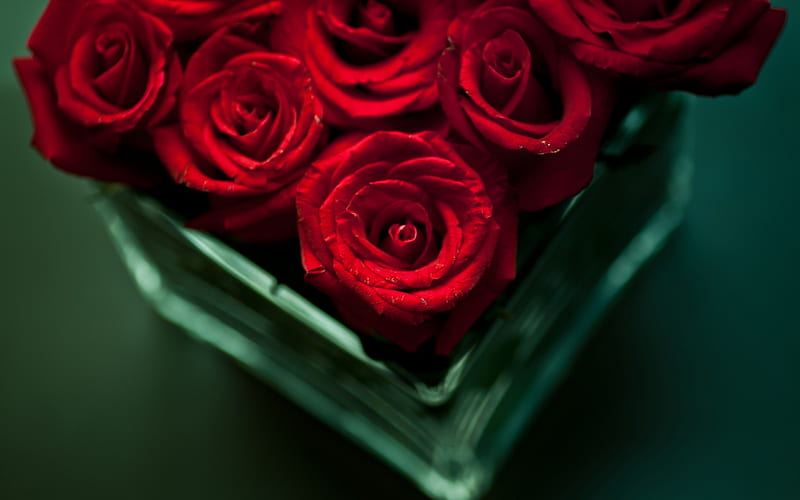 red roses, bouquet, macro, rosebuds, beautiful red flowers, blur, HD wallpaper