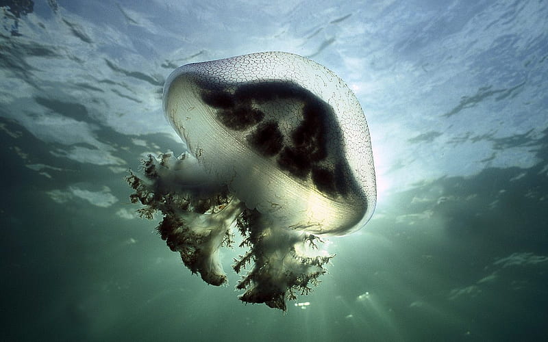 Mauve Stinger Jellyfish Edithburg South Australia, HD wallpaper