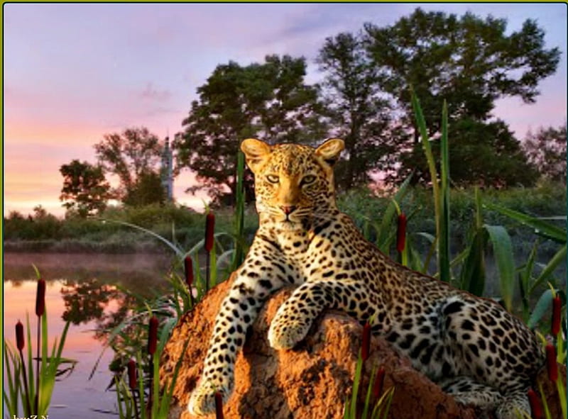 beautiful leopard, leopard, tree, sky, big cat, HD wallpaper