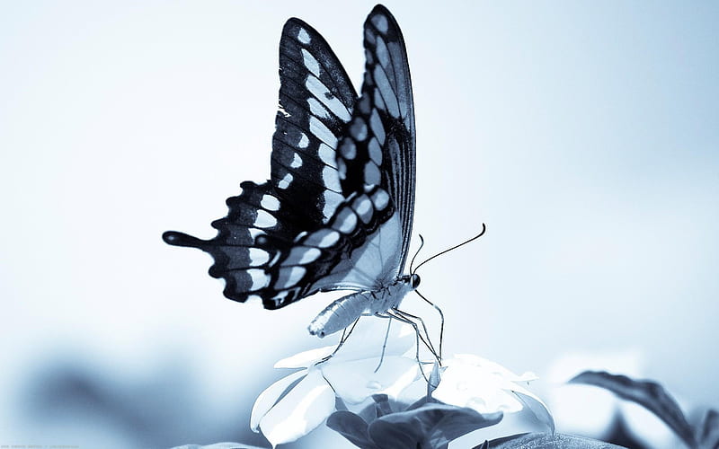 Gray butterfly-Animal World graphy, HD wallpaper