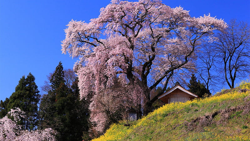 Lovely Pink Tree, tree, house, lovely, green, grass, nature, pink ...