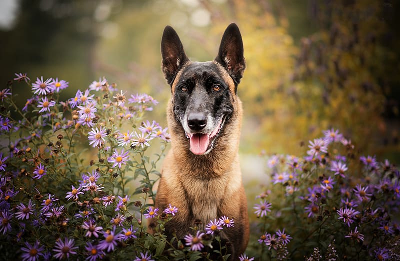 Dogs, Dog, Animal, Purple Flower, Depth Of Field, Belgian Malinois, HD wallpaper