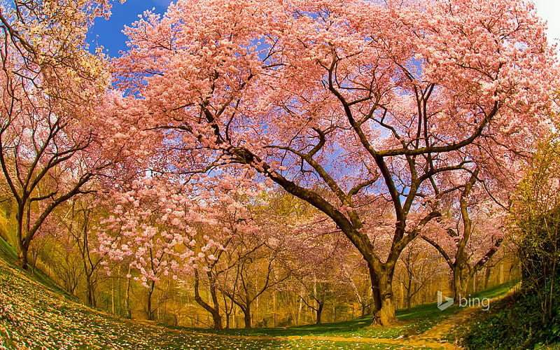 Cerezos en flor de primavera-2015 tema de bing, Fondo de pantalla HD |  Peakpx