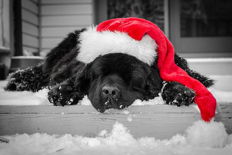 Christmas Puppy  IPhone Wallpapers  iPhone Wallpapers