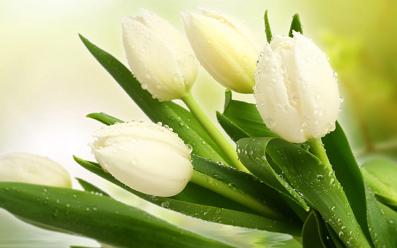 white tulips spring, dew, white flowers, tulips, HD wallpaper