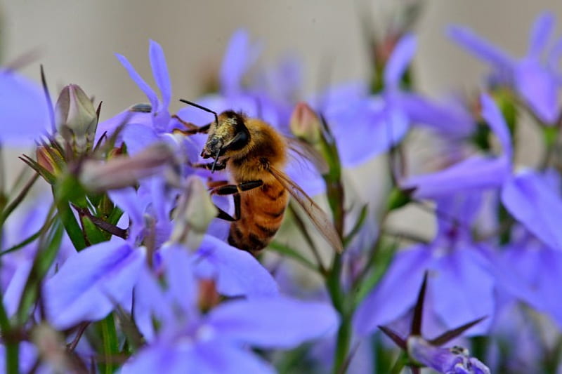 Busy Little Bee, bee, honeybees, bee and flower, bee on a flower, HD wallpaper