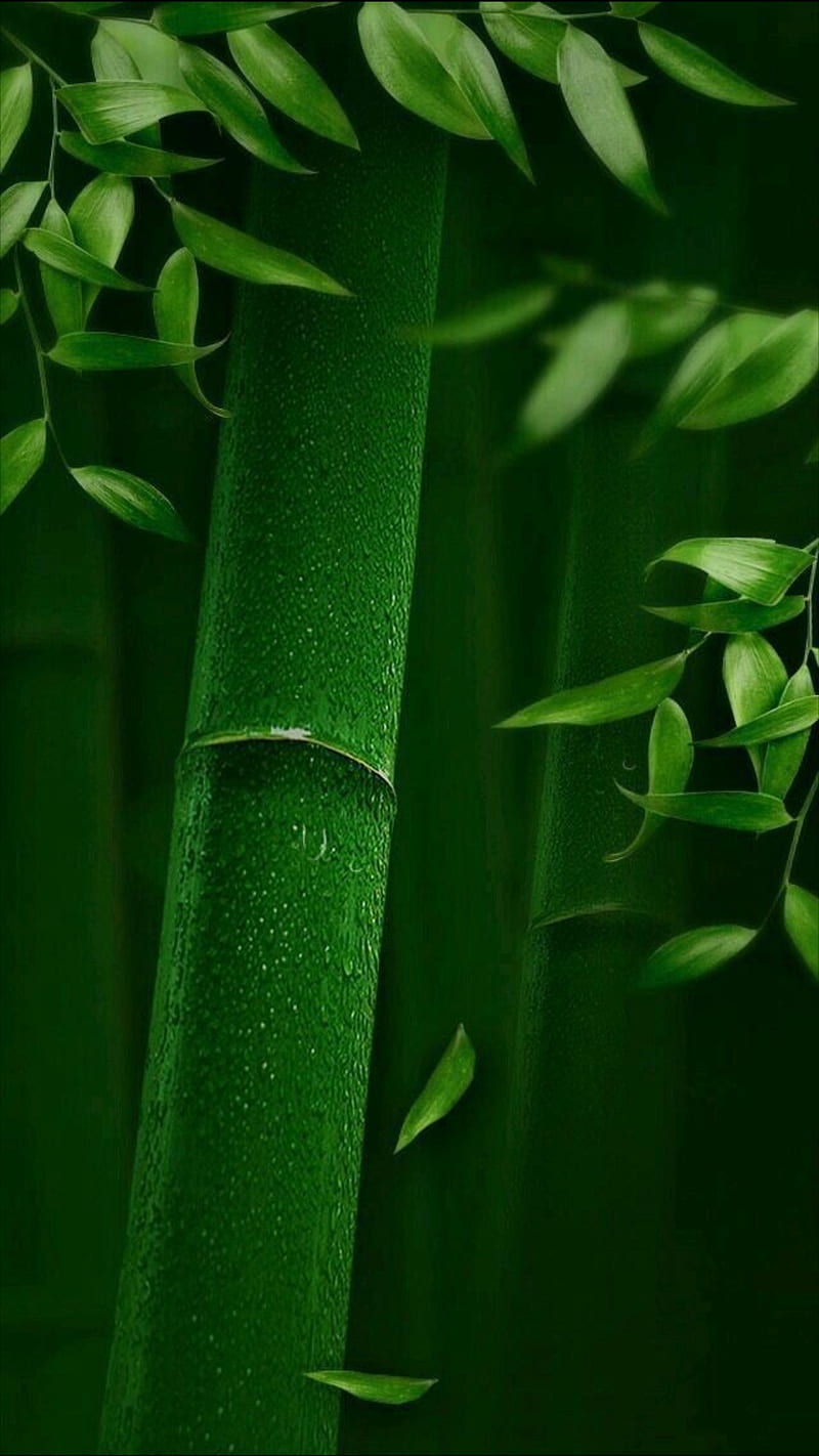 Bamboo, ba, green, japan, HD phone wallpaper | Peakpx