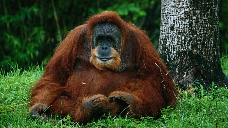orangutan, cute, primate, little monkey, fun, animal, HD wallpaper