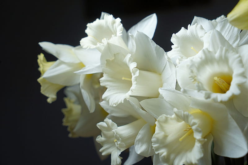 Flowers, Daffodil, Narcissus, HD wallpaper