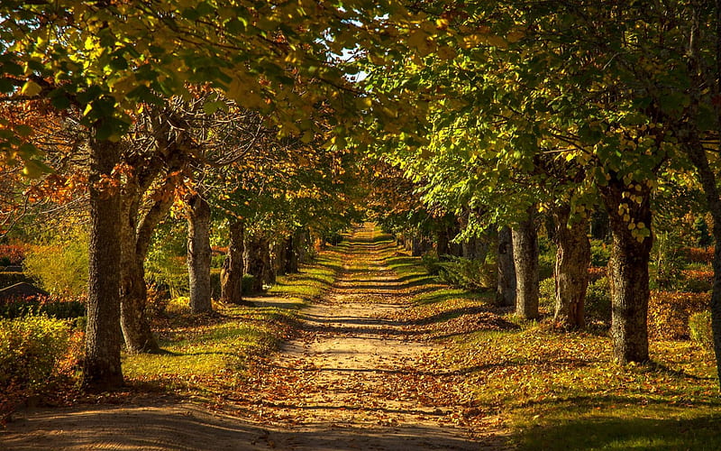 Avenue in Latvia, avenue, Latvia, trees, alley, autumn, HD wallpaper ...