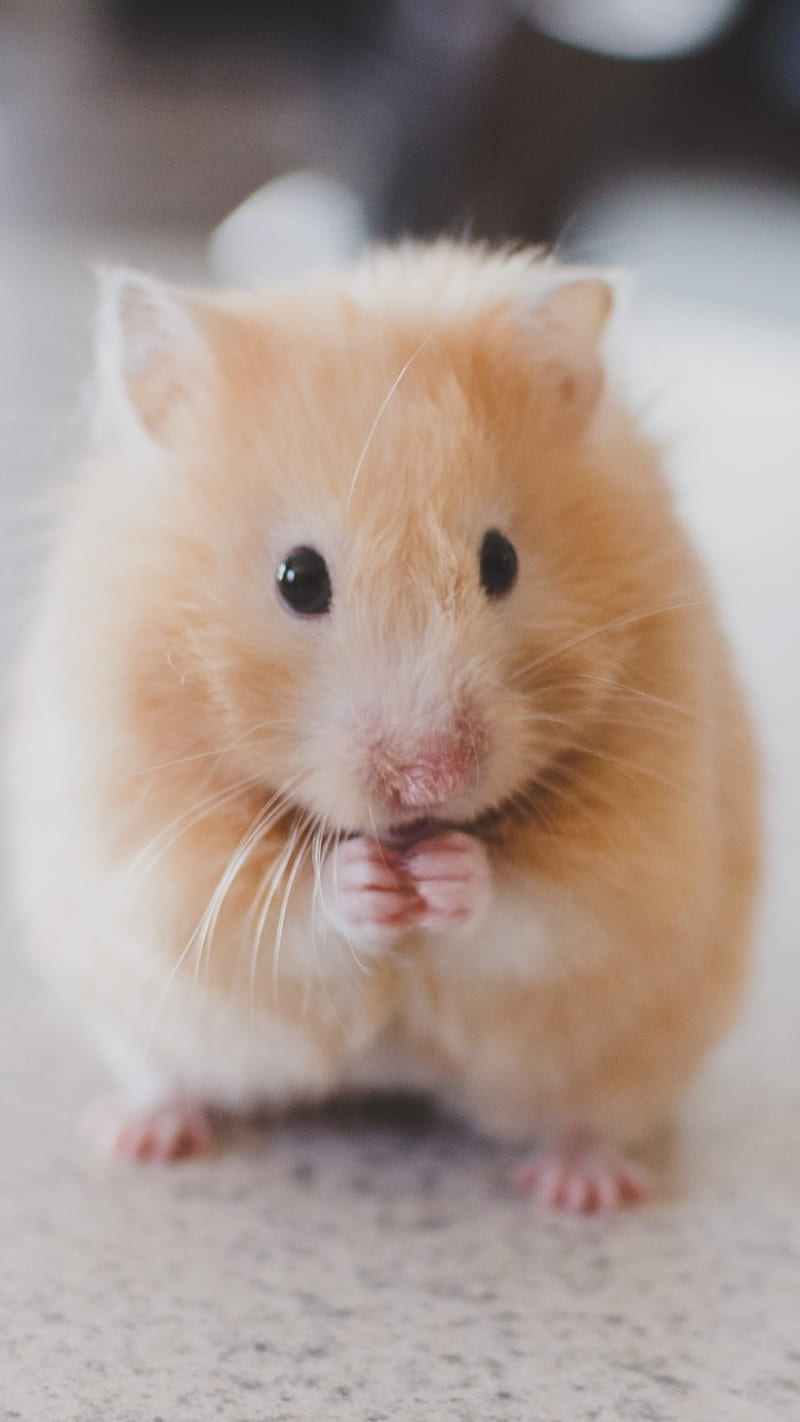 hamster, animal, cute, fluffy, rodent, HD phone wallpaper