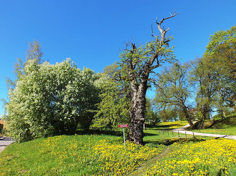 Spring., flowers, nature, fields, spring, HD wallpaper | Peakpx