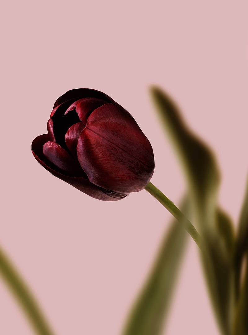 tulip, flower, macro, petals, HD phone wallpaper