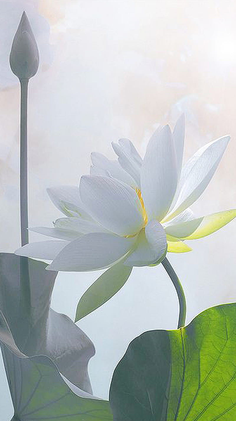 White lotus, flower, green, leaf, lotus, white, HD phone wallpaper | Peakpx