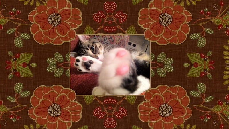 Kickin' back Kitty, kicking back, paws, feline, Cat, HD wallpaper